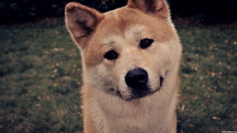 Rest in peace hachi Hachiko Dog, A Dog's Tale, Japanese Akita, Japanese Dogs, Bear Dog, Dog Wallpaper, Small Dog Breeds, Shiba Inu, Dog Friends