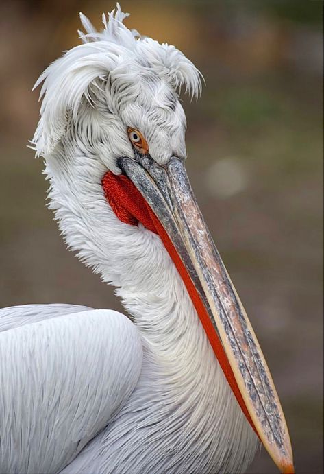 An enormous water bird—33 pounds with a 9 foot wingspan—native to southern Europe and Asian countries such as China and India. Dalmatian Pelican, Pelican Art, African Grey Parrot, Herons, Bird Photography, Wild Birds, Animal Photo, Nature Animals, Birds Painting