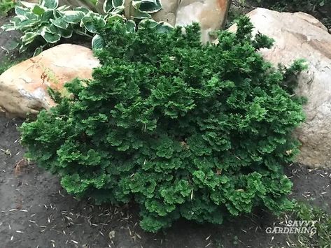 Evergreen Foundation Plants, Landscape Shrubs, Little Lime Hydrangea, Cypress Plant, Pruning Shrubs, Shrubs For Landscaping, Low Growing Shrubs, Low Maintenance Shrubs, Hinoki Cypress