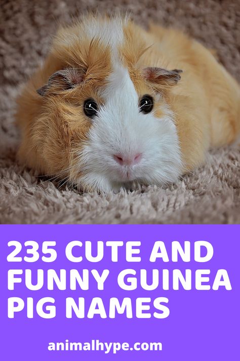 Here is the list of cute & funny guinea pig names. Guinea Pig Names Male, Guinea Pig Names Girl, Guinea Pig Aesthetic, Guinea Pig Snacks, Guinea Pig Names, Funny Guinea Pigs, Pig Names, Female Guinea Pigs, Guine Pig