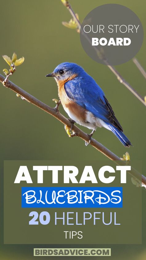 Helpful Tips For Attracting Bluebirds Ohio Birds, Backyard Birds Watching, Bird Nesting Box, Backyard Birds Sanctuary, Backyard Birds Feeders, Bird Facts, Bluebird House, Diy Bird Bath, Bird House Plans