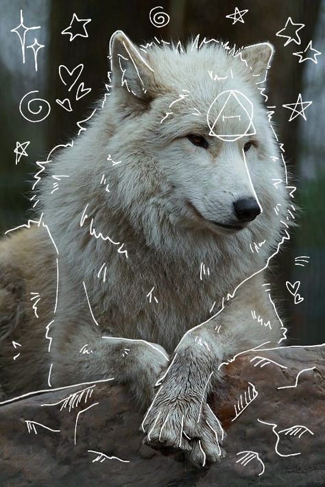 Wolf Therian, White Wolf, White