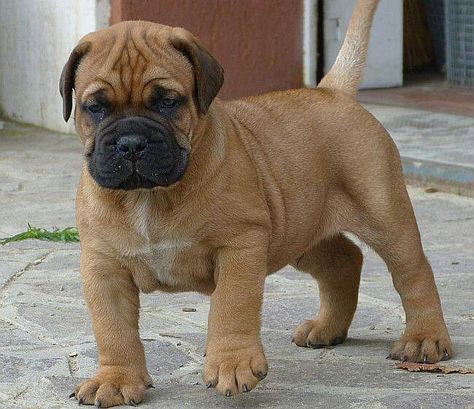 Find the perfect cat clothes that tell a story on Amazon. Bullmastiff Puppies, Bullmastiff Puppy, Boerboel Puppies, Chien Cane Corso, Bull Mastiff Dogs, Bull Mastiff Puppies, Mastiff Breeds, Mastiff Puppies, Mastiff Dogs