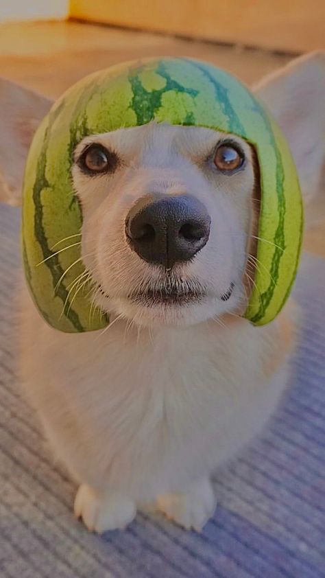 Vet Logo, Yorkshire Dog, Dog Hat, Having A Bad Day, Dog Sitting, Comedy Funny Videos, Yorkshire, Cute Dogs, Watermelon