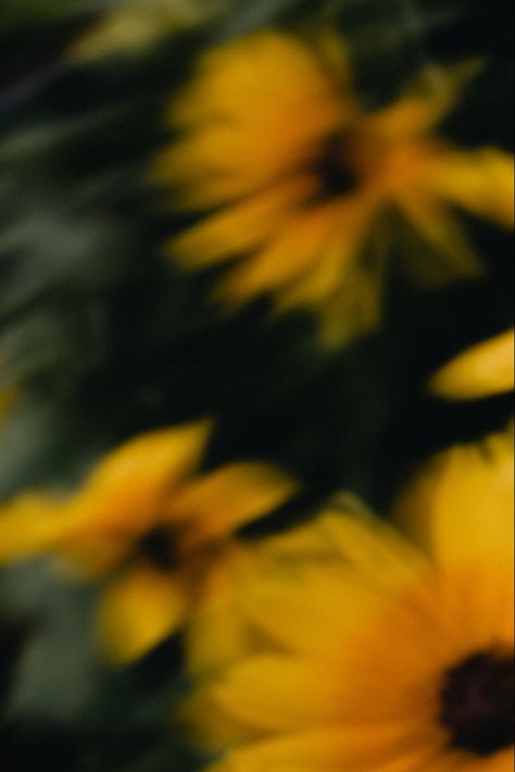 A blurry photo of sunflowers Blurry Aesthetic Flowers, Blurry Flower Aesthetic, Blurry Nature, Blurry Flowers, Blurry Photography, Blurry Photos, Blur Photography, Sunflower Photography, Sunflowers Background