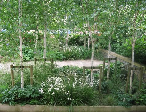 Karena Batstone Design - Birch grove in front garden Silver Birch Small Garden, Rainwater Garden, Birch Garden, Woodland Planting, Victorian Front Garden, Bedroom Mansion, Shady Gardens, Birch Trees Landscaping, Birch Grove