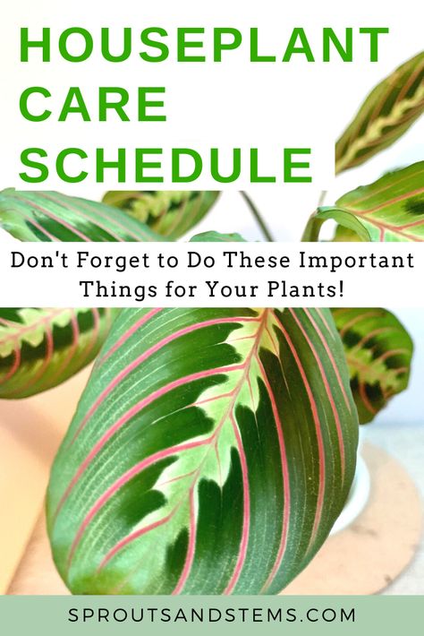 Watering Schedule For Indoor Plants, House Plant Care Guide, Plant Schedule, Plant Watering Schedule, Indoor Plant Care Guide, Moving Plants, Plant Jungle, Plants Care, Plant Care Instructions