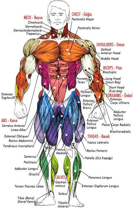 musculatory body system Muscle Chart, Bodybuilding Plan, Body Muscle Anatomy, Muscle Diagram, Human Muscle Anatomy, Anatomy Bones, Gym Workout Chart, Human Body Anatomy, Human Anatomy Drawing