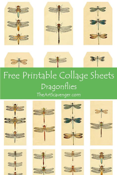 Free Printable Collage Sheets, Free Printable Dragonflies, Free Dragonfly Printables, Dragonfly Paper Craft, Free Dragon Fly Printables, Digital Collage Sheets Free Ephemera, Dragonfly Mixed Media, Free Junk Journal Bee Printables, Free Download Printables