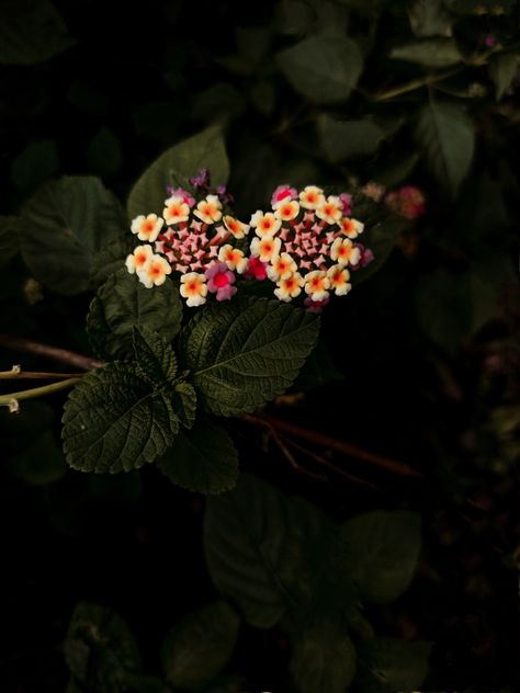 #Lantana urticoides Lantana Aesthetic, Whatsapp Profile Wallpaper, Dollars Money Wallpaper, Lantana Flower, Dollars Money, Friends Cartoon, Mask Drawing, Iphone Wallpaper Sky, Paintings Photography