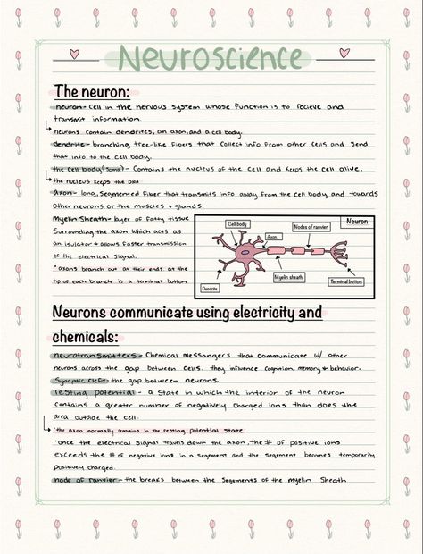 Neuron Notes Nervous System, Neurosurgeon Aesthetic Notes, Neuroscience Notes, Neurology Notes, Neuroscience Major, Neurology Aesthetic, Psych Notes, Brain Anatomy And Function, Notes Biology