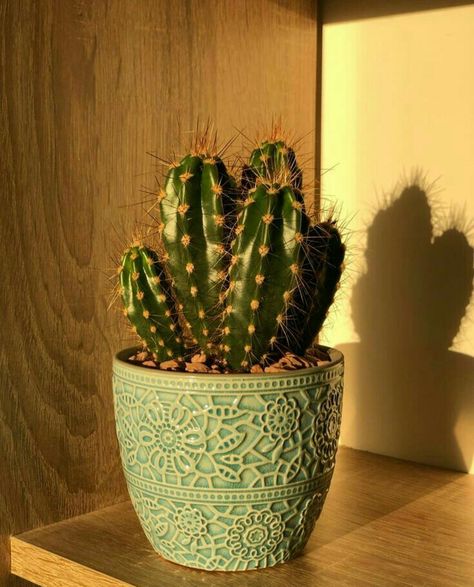 Cactus Plant Aesthetic, Small Cactus Plants, Plant Home Decor, Cactus House Plants, Cactus Photography, Plant Home, Plant Indoor, Plants Are Friends, Cute Cactus