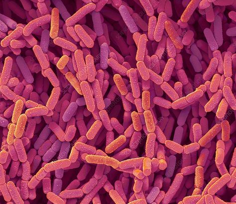 Lactobacillus rhamnosus bacteria, SEM - Stock Image - C037/4564 - Science Photo Library Electron Microscope Images, Scanning Electron Micrograph, Microscopic Images, Electron Microscope, Bio Art, Science Photos, Microbiology, Photo Library, Probiotics