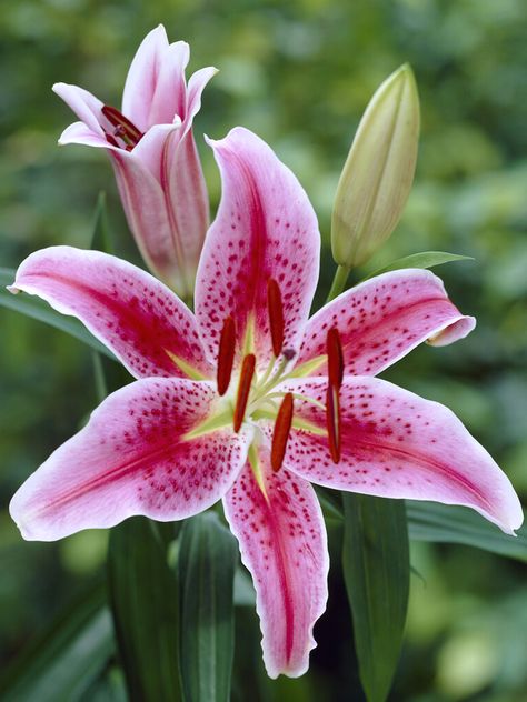 Celebrate the Year of the Lily with These Amazing Photos - National Garden Bureau Lily Stargazer, Hydrangea Picture, Martagon Lily, Growing Lilies, Pink N Green, Lily Pictures, Flowers To Draw, Trumpet Lily, Pink Lilly