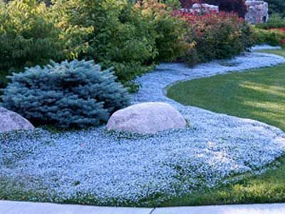 How To Have Blue All Summer Long - Blue Star Creeper - Plant Care Today Blue Star Creeper Ground Cover, Blue Ground Cover Plants, Shade Tolerant Ground Cover, Colorful Ground Cover, Zone 8 Landscaping, Ground Cover Plants For Sun, Fast Growing Ground Cover, Blue Star Creeper, Creepers Plants