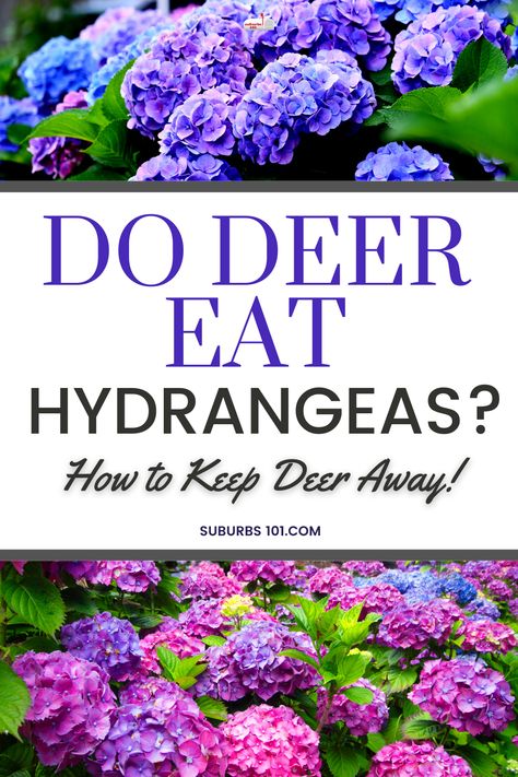 Do deer eat hydrangeas? If so, you might be looking for effective deer-resistant tips to repel deer and keep them away from your hydrangeas. One of the most common challenges faced by gardeners is protecting their hydrangeas from being eaten by deer. Fortunately, there are deer-resistant tricks that you can try to protect your flower garden. By planting certain types of perennial plants, using natural deer repellents, and installing physical barriers, you can keep deer away from your garden. Natural Deer Repellent For Plants, Deer Resistant Flowers Perennials, Deer Resistant Flower Beds, Deer Proof Flowers, Plants Deer Hate, Deer And Rabbit Resistant Perennials, Full Sun Deer Resistant Perennials, Flowers That Deer Will Not Eat, Deer Deterent Plants