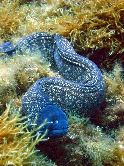 Blue Moray Eel - (Anguilliformes) Most eels are predators. The term "eel" is also used for some other similarly shaped fish, such as electric eels and spiny eels, but these are not members of the Anguilliformes order. Creature Marine, Moray Eel, Fauna Marina, Life Under The Sea, Beneath The Sea, Ocean Floor, Water Animals, Beautiful Sea Creatures, On The Ocean