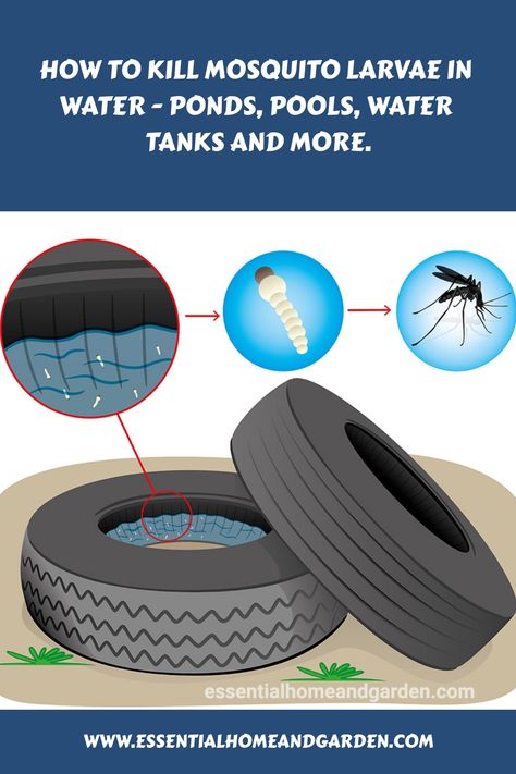 How To Kill Mosquito Larvae In Water - Ponds, Pools, Water Tanks And More. Mosquito Life Cycle, Kill Mosquito Larvae, Mosquito Dunks, Types Of Basil, Natural Immune Support, Mosquito Larvae, Pond Aerator, Thyme Essential Oil, Natural Mosquito Repellant