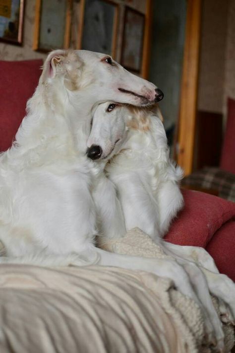 Funny Pics Of Dogs, Dog Pictures Funny, Pics Of Dogs, Russian Wolfhound, Borzoi Dog, Long Dog, Pictures Of Dogs, Pictures Funny, Animals Funny