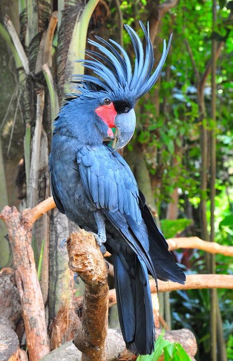 Burung Kakatua, Palm Cockatoo, Birds Parrots, Amazing Birds, Kinds Of Birds, Australian Birds, Parrot Bird, Airbrush Art, Parakeets