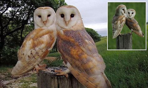 Owls about that! Pair of nesting barn owls pose up together on wooden fence-post  for wildlife photographer. A wonderful story. Owls Cute, Wooden Fence Posts, Two Owls, Barn Owls, Owl Pictures, Fence Landscaping, Beautiful Owl, Backyard Fences, Wooden Fence