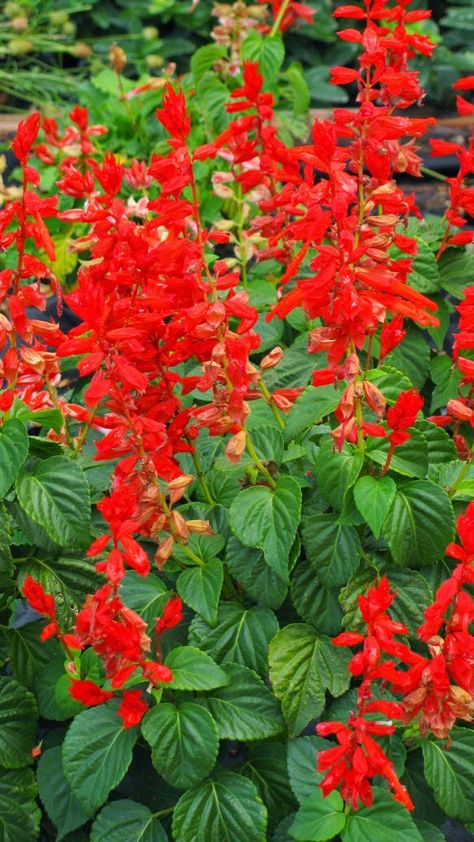 Ornamental plants: Lovely Salvias, good for cut flowers. Easy care, low maintenance, tolerate dry soil. Salvia Salvias have been the new trend orna... Salvia Splendens, Red Salvia, Colorado Gardening, Pollinator Garden Design, Salvia Plants, Drought Tolerant Perennials, Low Water Gardening, Red Plants, Pollinator Garden