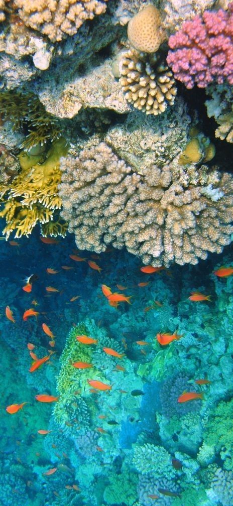 Sharm El Sheikh Egypt Aesthetic, Sharm El Sheikh Aesthetic, Sharm Sheikh, Egypt Snorkeling, Egypt Diving, Sharm El Sheikh Egypt, Hurghada Egypt, شرم الشيخ, Visit Egypt