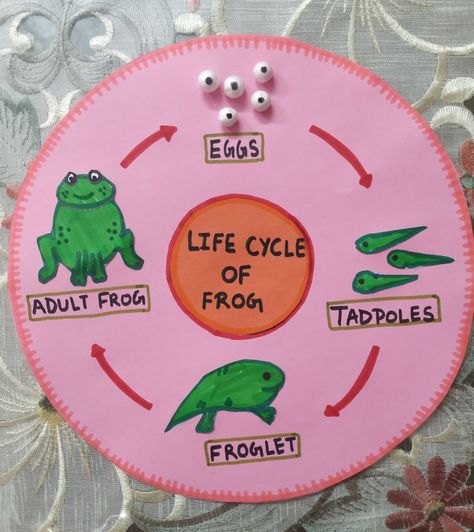 Life Cycle Of A Frog Craft Preschool, Life Cycle Of A Frog Science Project, Lifecycle Of A Frog Craft, Frog Science Activities For Preschool, Frog Life Cycle Project, Frog Cycle Crafts Preschool, Frog Lifecycle Craft, Lifecycle Of A Frog Preschool, Princess And The Frog Activities