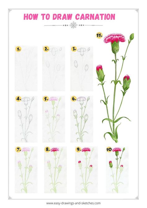 Carnation Drawing, Easy Flower Drawings, Flower Step By Step, Flower Drawing Tutorials, Carnation Flower, Sketches Tutorial, Learn How To Draw, Color Pencil Drawing, Single Flower