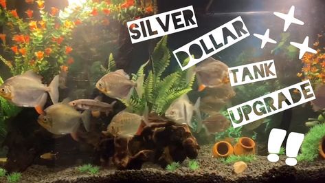 I update my Silver Dollar Community Tank to make it look prettier. 55 Gallon Planted Tank, 20 Gallon Shrimp Tank, Silver Dollar Fish, Plastic Toy Tanks, 20 Gallon Saltwater Tank, Community Tanks, Silver Dollar, Fish Tank, How To Look Pretty