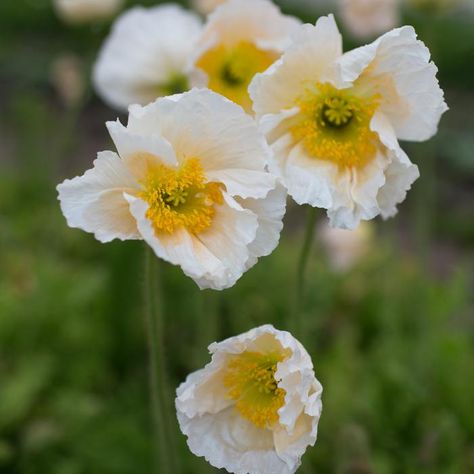 White Poppy Flower, Iceland Poppies, Iceland Poppy, Library Of Flowers, Icelandic Poppies, Flower Varieties, Plant Zones, Champagne Bubbles, Farmhouse Landscaping