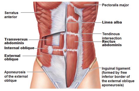 Abdominal Muscles Anatomy, Stomach Vacuum, Muscle Abdominal, Muscle Anatomy, Bottom Workout, Muscle Strain, Diastasis Recti, Ab Workouts, Core Muscles