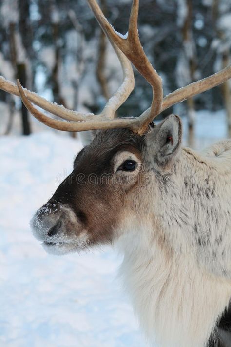 Reindeer portrait. Close up of a tame reindeer in the snow #Sponsored , #sponsored, #Paid, #portrait, #snow, #reindeer, #Reindeer Winters Tale, Reindeer Photo, Snow Images, Reindeer Head, Patterns Art, Reindeer Face, Winter's Tale, Winter Photography, Vector Pattern