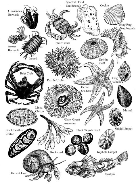 Print of a pen drawing depicting some of my personal finds in the coastal tide pools of Oregon. Each sea critter has its name printed for identification.  Printed on a bright white, heavy card stock (8.5x11 inches). The image is scaled to fit an 8x10 inch mat board and 11x14 inch frame. Ocean Themed Knee Tattoo, Tide Pool Drawing, Tide Pool Tattoo, Tide Pool Illustration, Tide Pool Art, Ocean Theme Drawings, Coastal Illustration, Coast Tattoo, Ocean Sleeve