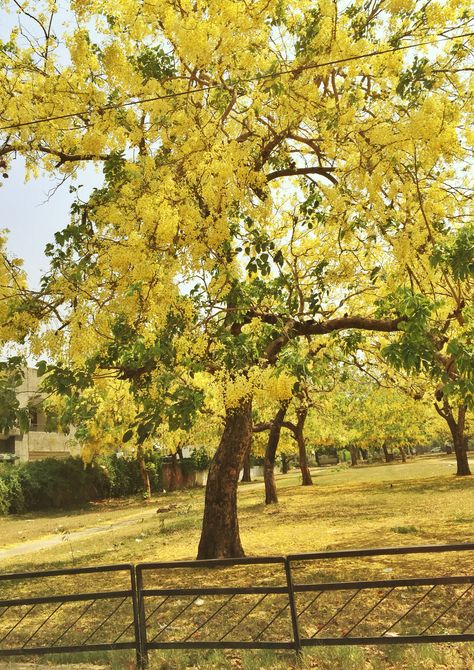 Beautiful Laburnum #trees #yellow Laburnum Tree, Park Bench, Tree Trunk, Trees, Outdoor Furniture, Outdoor Decor, Yellow, Plants, Quick Saves