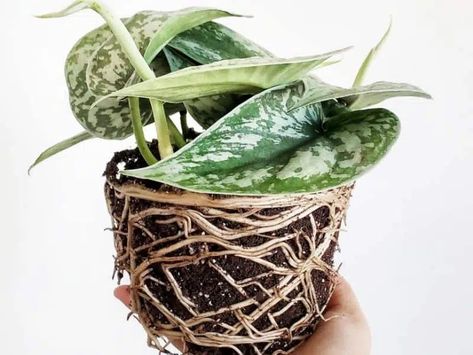 Root Bound Pothos - Signs + How to Repot the Plant | Gardenine Repot Pothos Plant, Pothos Plant Care, Plant Signs, Golden Pothos, Pothos Plant, Soil Layers, Root Growth, Root System, Top Soil