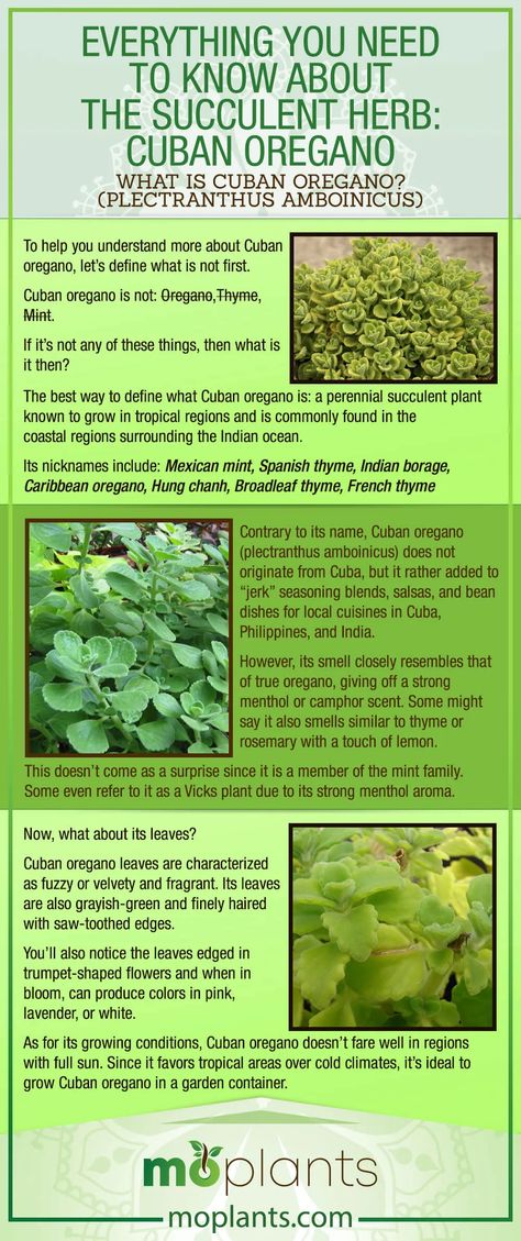 Everything You Need to Know About the Succulent Herb: Cuban Oregano - Mo Plants Cuban Oregano Plant Uses, 9b Plants, Oregano Tea Benefits, Cuban Oregano Plant, Plants Facts, Oregano Tea, Australia Garden, Cuban Oregano, Medicinal Herbs Remedies