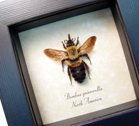 Bombus griseocollia Queen North American Bumblebee ooak Real Butterfly Art, Insects Names, Framed Butterflies, Taxidermy Display, Framed Insect, Insect Taxidermy, Butterfly Designs, Taxidermy Art, Real Butterfly