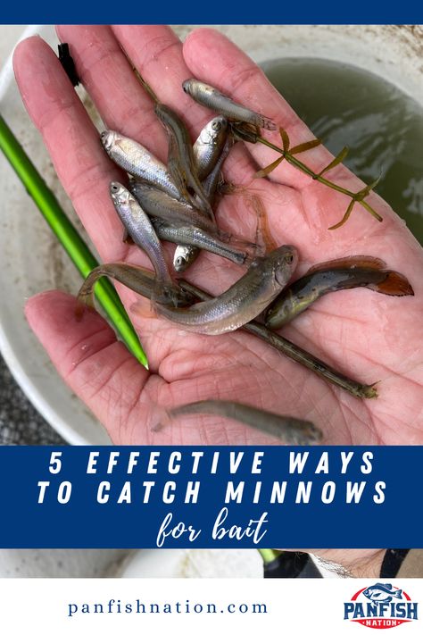 5 Effective Ways to Catch Minnows for Bait | Panfish Nation Diy Minnow Trap, Minnow Trap, Crappie Bait, Crappie Jigs, Trout Bait, Catfish Fishing, Fish Tales, Bass Fishing Tips, Crappie Fishing