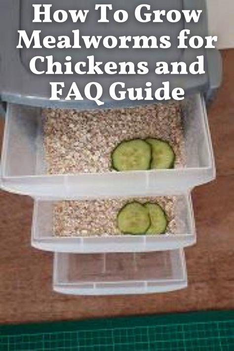 Growing Worms For Chickens, How To Feed Chickens For Free, Growing Meal Worms, Mill Worms Raising, Grow Your Own Mealworms, Up And At Em, What To Grow To Feed Chickens, Diy Chicken Lay Boxes, Best Chicken Food For Chickens