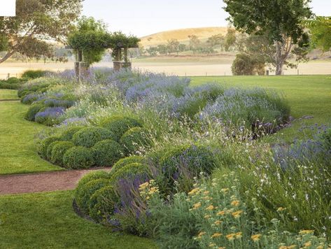 The garden of landscape designer Paul Bangay in New South Wales, Australia | House & Garden Box Balls, Hedges Landscaping, Salvia Nemorosa, Verbena Bonariensis, Dramatic Landscape, Herbaceous Border, Areas Verdes, English Lavender, Romantic Garden