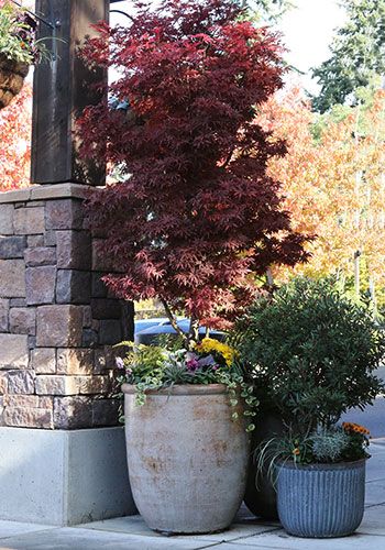 Potted Trees Patio, Japanese Maple Tree Landscape, Florida Plants Landscaping, Maple Tree Landscape, Japanese Maple Garden, Sky Nursery, Japanese Garden Landscape, Zen Garden Design, Japanese Maples