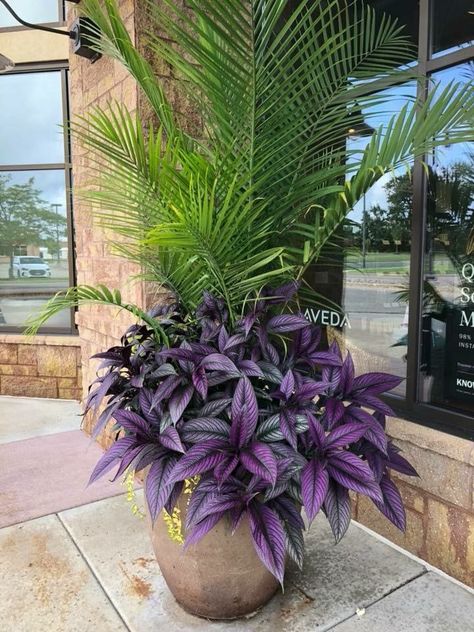 Tropical Porch Decor, Sun Containers Planters, Tropical Potted Plants Outdoor, Tropical Plant Containers, Tropical Potted Plants Patio, Tropical Potted Plants Around Pool, Pool Landscaping Pots & Planters, Potted Plants Patio, Pool Plants