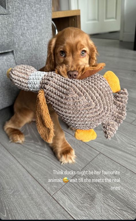 Red Cocker Spaniel Puppies, Cocker Spaniel Puppies Brown, Red Cocker Spaniel, Chocolate And Tan Cocker Spaniel, Cocker Spaniel Mix, Cocker Spaniel Coquette, Cocker Spaniel Puppies, English Cocker Spaniel, Spaniel Puppies