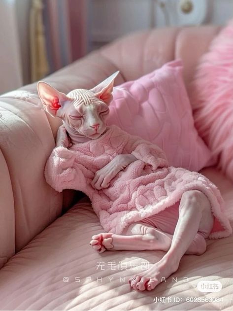 Sphinx Cat Aesthetic, Fat Hairless Cat, Cute Hairless Cat, Hairless Cats, Sphynx Cats, Sphinx Cat, Dream's Cat, Hairless Cat, Pet Fashion