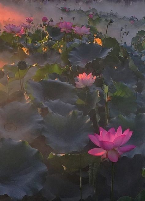 Lotus Flower Pictures, Lotus Flower Art, Pink Lotus, Flower Therapy, Dreamy Art, Environment Concept Art, Nature Aesthetic, Water Lilies, Fantasy Landscape