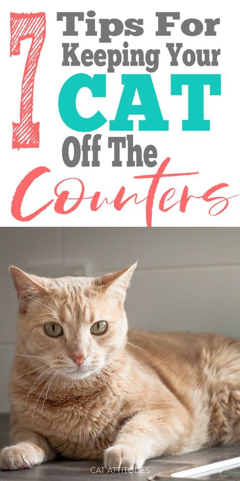 Keep Cat Off Counter, Keep Cats Off Counter, Cat Friendly Over The Counter Medicine, How To Keep Cats Off Counters, New Cat Owner Tips, Cat Tips Indoor, Keeping Cats Off Counters, Oogey Boogey, Cat Training Tricks