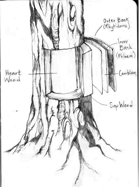 Tree bark — Nordic Food Lab Tree Anatomy, Draw Tree, Tree Life Cycle, Nordic Food, Broadleaf Evergreen, Primitive Technology, Foraging Recipes, Fall Drawings, Tree Growth