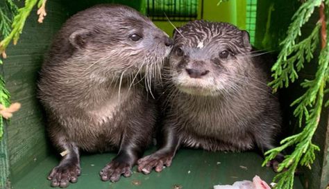 2 Lonely Otters Introduced at a Sanctuary Are Now Living ‘Happily Otter After’ Two Animals Together, Otters In Love, Art Reference Animals, Otter Couple, Funny Otter, Animals In Love, Animals Together, Significant Otter, Reference Animals