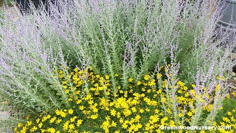 The Russian Sage 'Little Spire' is a smaller version of regular Russian Sage and loves smaller growing companion plants like the coreopsis here, also consider shorter rudbeckias and Hello Yellow Butterfly Weed. Russian Sage Companion Plants, Russian Sage, Come Along With Me, Companion Plants, Backyard Diy, Garden Design Plans, Water Wise, Backyard Diy Projects, Yellow Butterfly